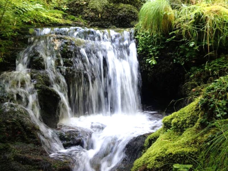 Bosque do Teixadal